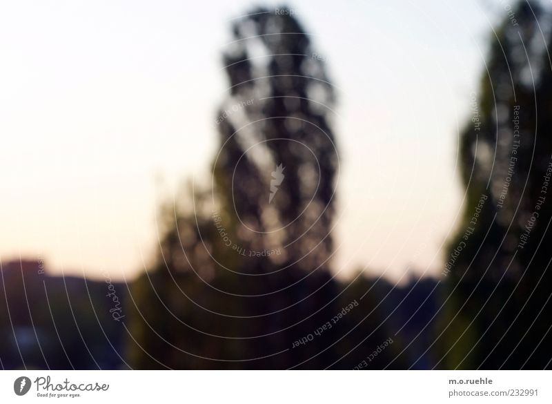 we watched poplars rustle Environment Nature Landscape Sky Plant Tree Esthetic Uniqueness Green Moody Light Light (Natural Phenomenon) Poplar Colour photo