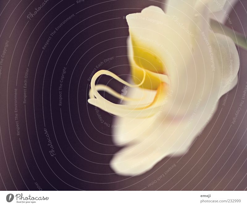 Orchid, lateral Plant Spring Flower Fragrance Macro (Extreme close-up) Close-up Colour photo Copy Space left Neutral Background Shallow depth of field Profile