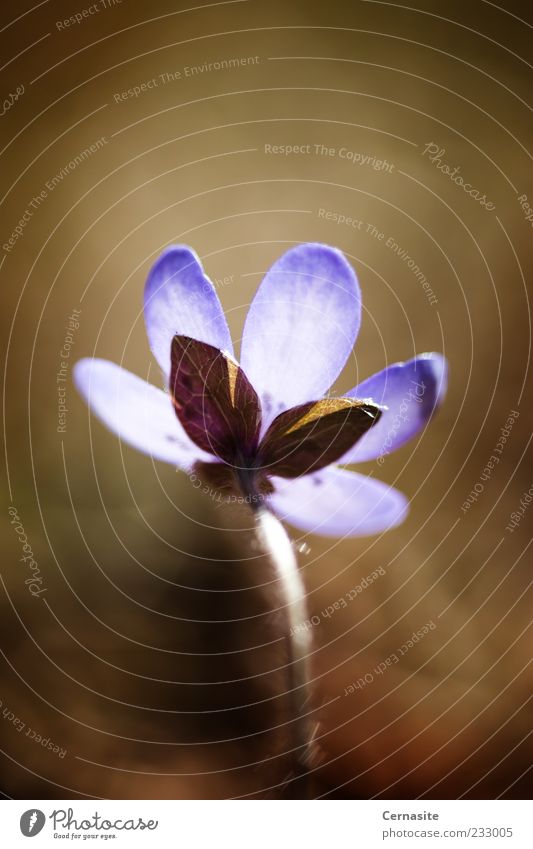 Shadows and Light Nature Plant Earth Sunlight Spring Blossom Garden Park Meadow Field Old Esthetic Authentic Fragrance Dark Thin Simple Tall Beautiful Wild Soft