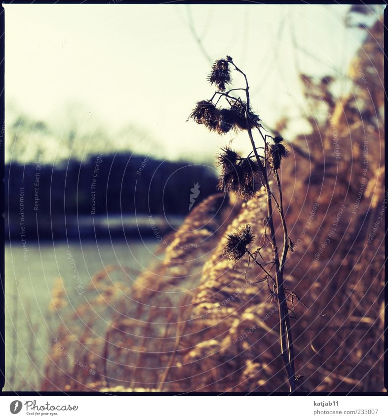 golden Nature Landscape Plant Sun Bushes Great burr Common Reed River bank Calm Medium format Analog Colour photo Exterior shot Deserted Day Light Sunlight