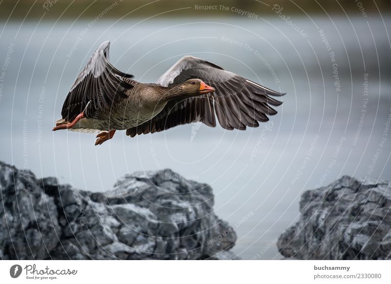 Wild goose landing Nature Animal Water Bird 1 Stone Flying Grand piano Feather waterfowl Goose wildlife Colour photo Exterior shot Deserted Copy Space top Day