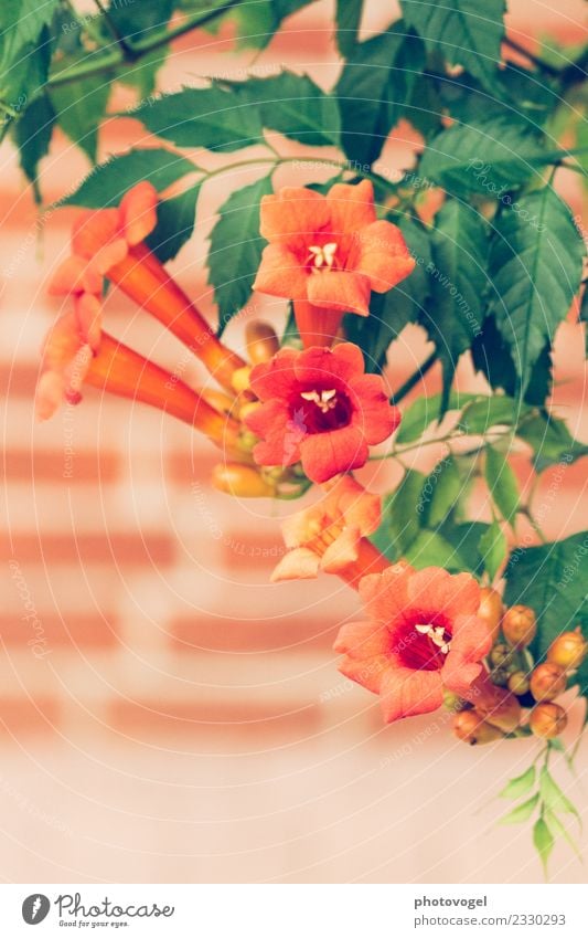 trumpets Environment Nature Plant Flower Bushes Leaf Blossom Indian bean tree Bignoniaceae Garden Hang Elegant Wild Green Orange Moody Joy Happy Happiness