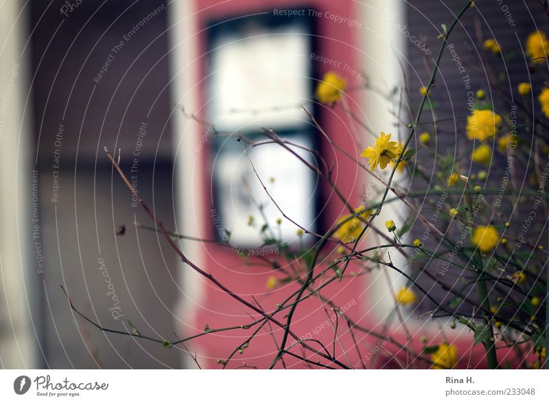 Spring in Berlin II Plant Bushes Building Blossoming Yellow Red Colour photo Exterior shot Deserted Shallow depth of field Twigs and branches Copy Space left