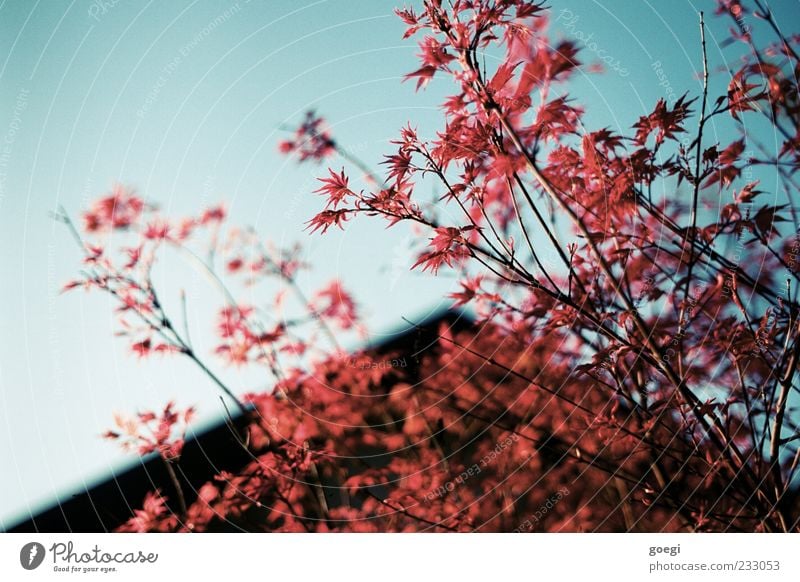 blood red Environment Nature Sky Plant Tree blood fan maple Maple tree Maple leaf House (Residential Structure) Gable Blue Red Calm Colour photo Exterior shot