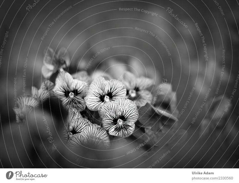 Striped pansies (viola) with soft bokeh Funeral service Nature Plant Spring Summer Flower Blossom Pansy Garden Park Blossoming Dark Black White Sadness Grief