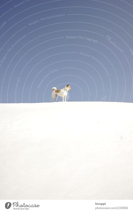 much blue, much white and a little bit of dog Environment Nature Winter Beautiful weather Snow Animal Pet Dog Pelt 1 Baby animal Observe Stand Illuminate Wait