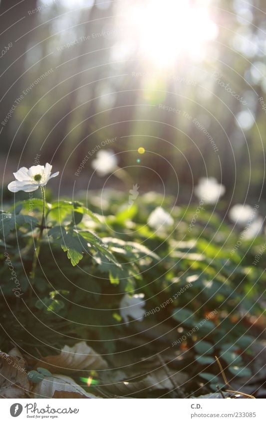 forest flowers Environment Nature Plant Sun Spring Beautiful weather Leaf Blossom Wild plant Faded Growth Esthetic Bright Natural Green White Colour photo