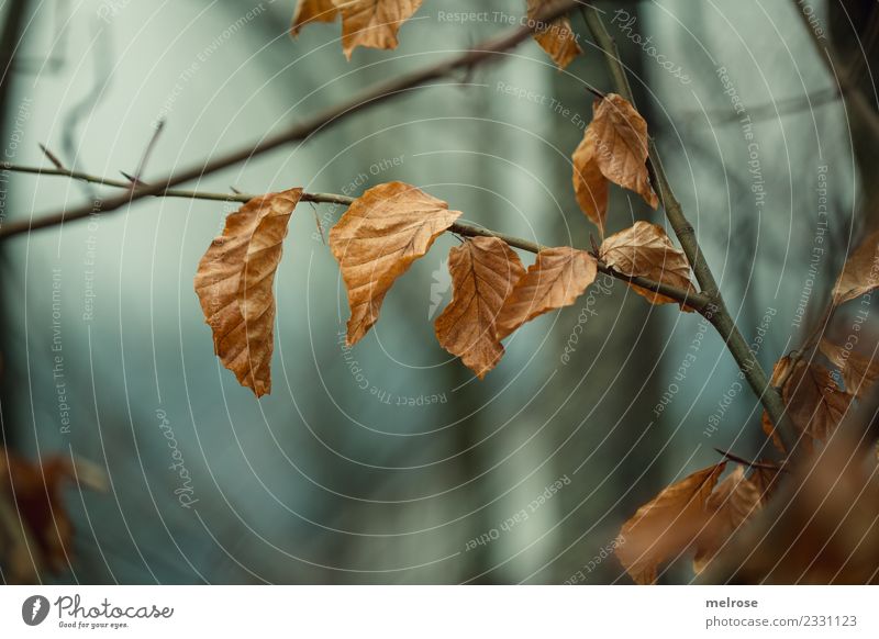 autumn blues Environment Nature Sky Autumn Weather Plant Tree Leaf Wild plant Twigs and branches Forest Perspective Tilt Junction Hang Dream To dry up Dark Near