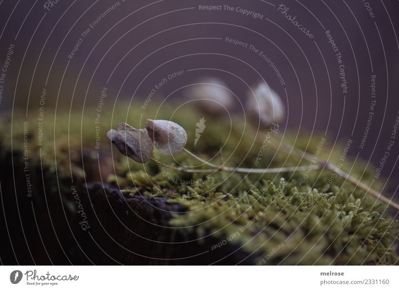 bedded on moss II Environment Nature Earth Winter Plant Moss Blossom Wild plant Carpet of moss moss soil Field Forest Still Life embedded moss bed Relaxation