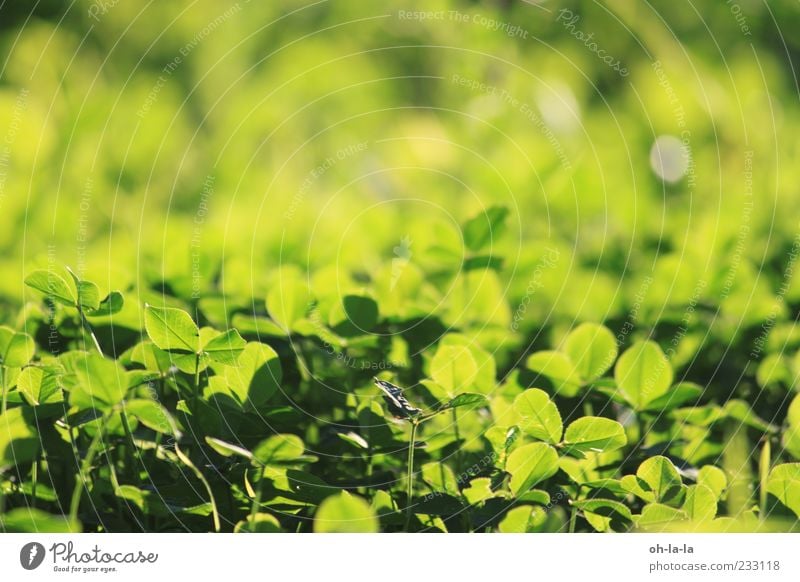 moment of happiness Nature Plant Foliage plant Agricultural crop Meadow Happy Natural Positive Yellow Green Moody Spring fever Optimism Colour photo