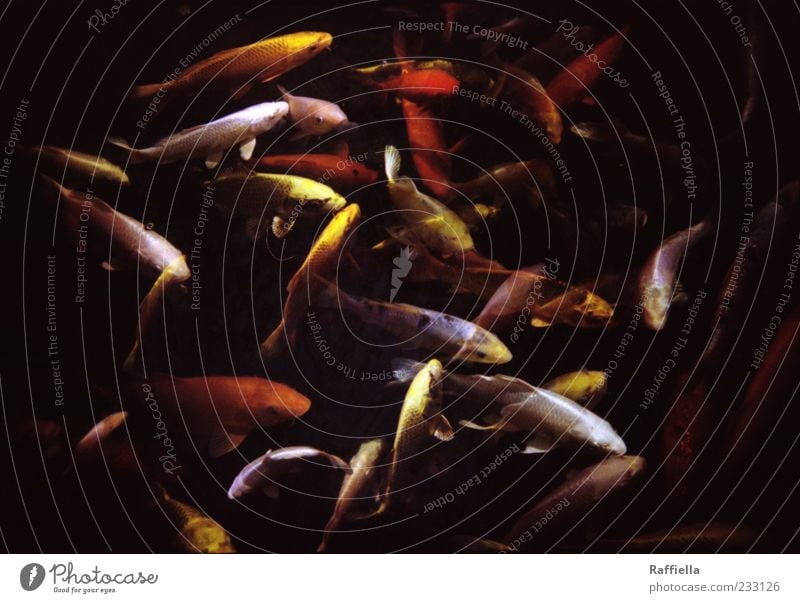 disordered Animal Fish Carp Goldfish Koi Group of animals Flock Movement Swimming & Bathing Yellow Red Double exposure Dark Shoal of fish Colour photo