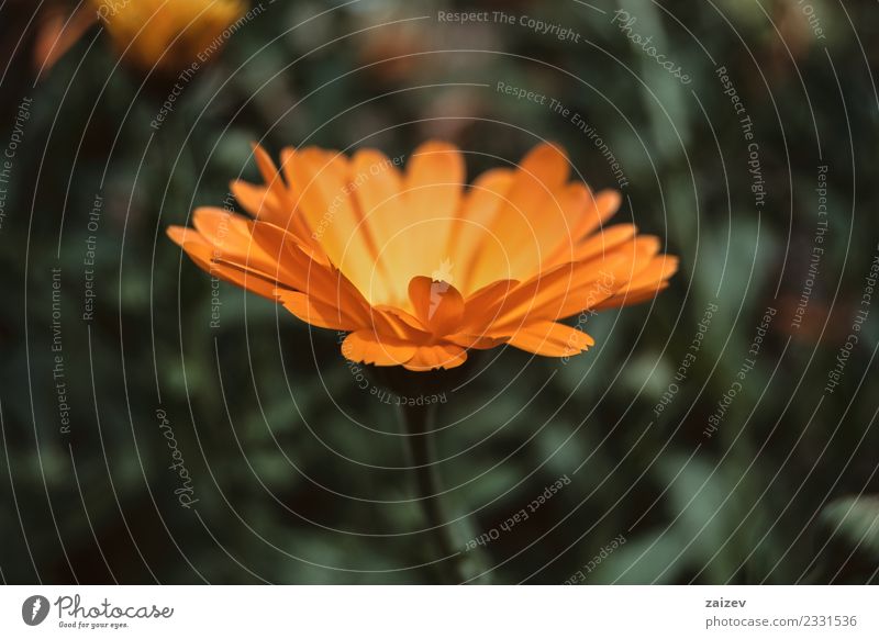 a single orange flower of calendula officinalis Pot Beautiful Summer Garden Nature Plant Spring Flower Blossom Wild plant Park Meadow Field Natural Yellow Green