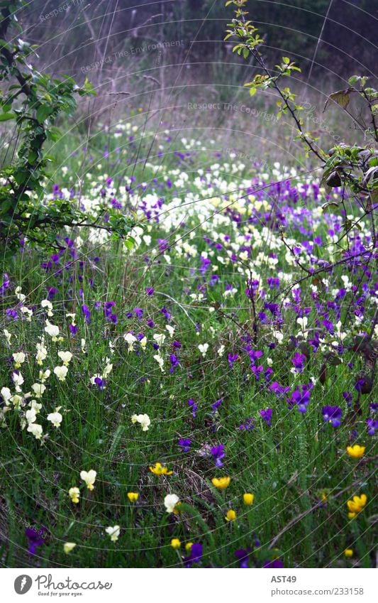 English Garden Summer Environment Nature Plant Spring Flower Grass Blossom Meadow Alps Fresh Beautiful Yellow Green Violet White Wild Morning Colour photo