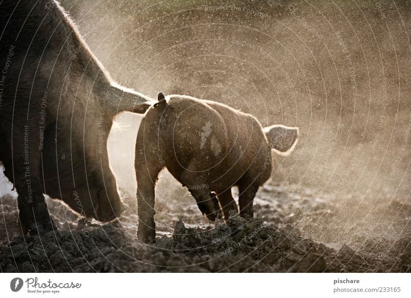 pigs' EIRY Nature Earth Farm animal Walking Joie de vivre (Vitality) Swine Piglet Colour photo Exterior shot Twilight Light Back-light Shallow depth of field