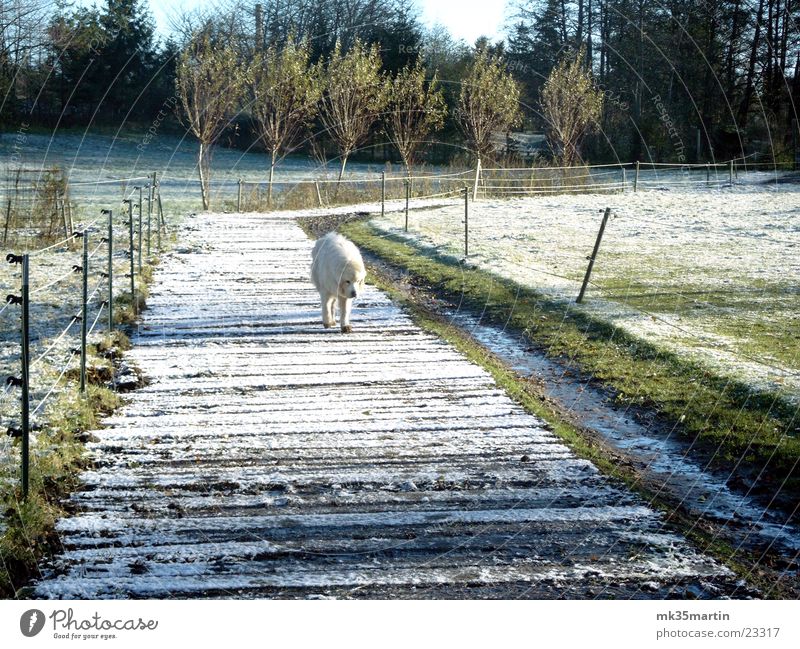 lonesome fighter Dog Loneliness Earnest Curiosity White Animal Snow Discover Hide