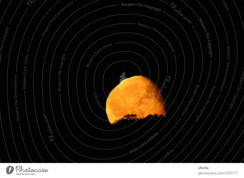 moonrise Nature Landscape Sky Night sky Moon Full  moon Tree Hill Deserted Sphere Bright Yellow Gold Black Moonlight Moonrise Colour photo Exterior shot