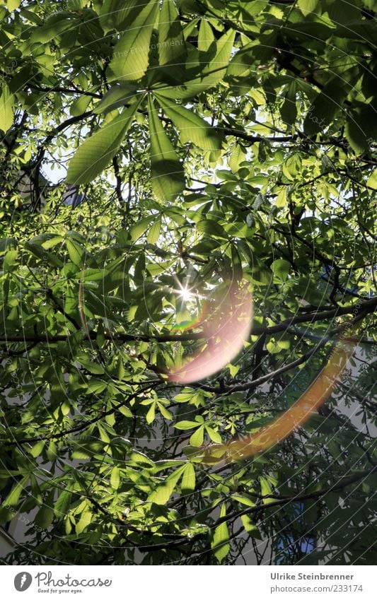 Spring in the courtyard Nature Plant Beautiful weather Tree Leaf Chestnut tree Glittering Hang Illuminate Growth Natural Many Green Spring fever Power