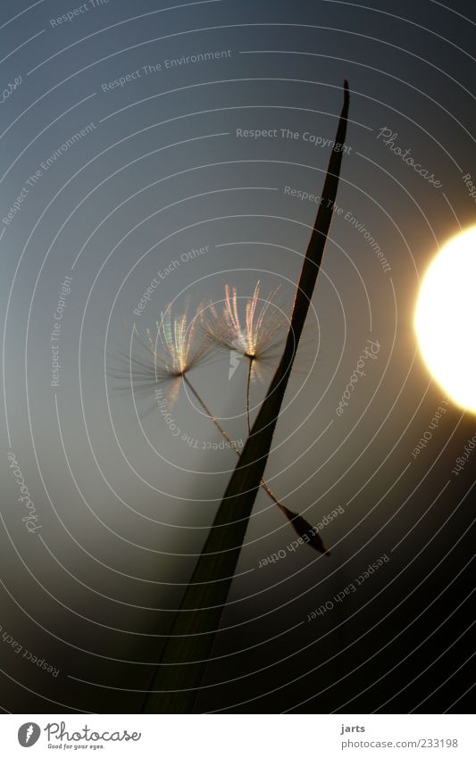 Twilight Plant Sunrise Sunset Flower Grass Free Happy Infinity Natural Romance Serene Calm Dandelion Colour photo Exterior shot Close-up Detail Deserted