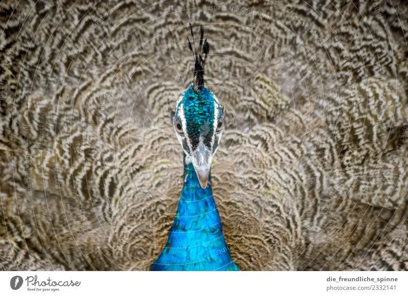 Blue Peacock Nature Animal Wild animal Bird Wing Zoo Peacock feather Pheasant family Gamefowl 1 Observe Illuminate Dream Esthetic Exceptional Exotic Beautiful