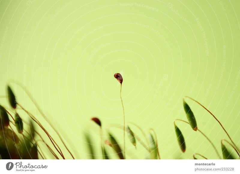 enforcement Nature Plant Exotic Moss Colour photo Exterior shot Day Looking into the camera Bright green Part of the plant Thin Deserted Copy Space top