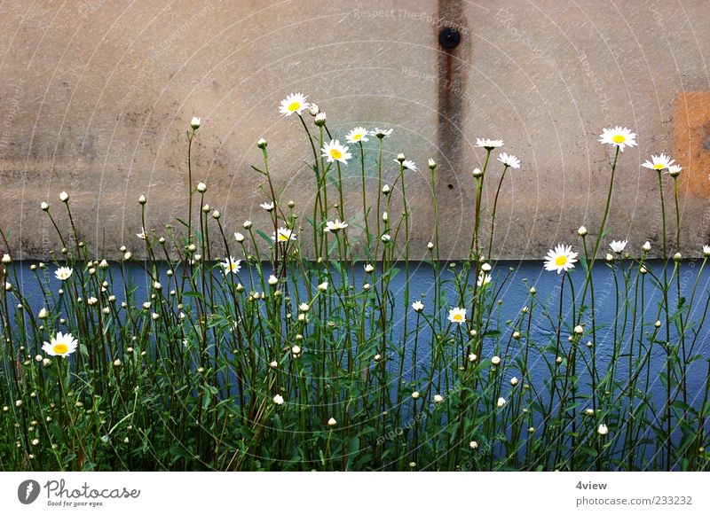 minimalistically beautiful Nature Plant Leaf Blossom Wild plant Blossoming Under Blue Yellow Green White Spring fever Exterior shot Day Wall (building) Facade