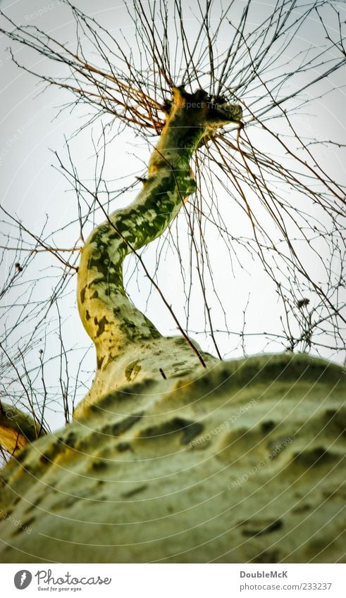 gnarled Nature Sky Cloudless sky Autumn Tree Branch To dry up Old Dark Long Dry Brown Yellow Green Sadness Cold Stagnating Birch tree Tree trunk