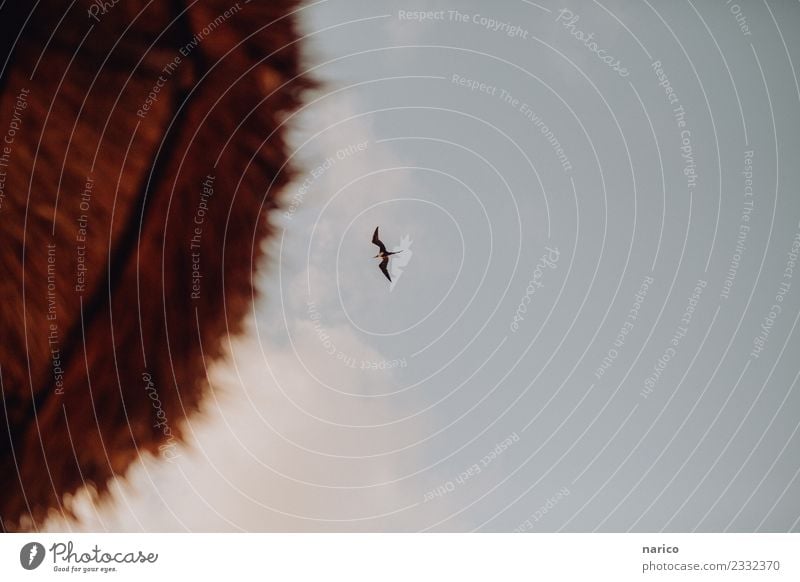 Mexico I Sky Animal Bird Flying Freedom Sunshade Colour photo Exterior shot Deserted Copy Space right Morning Blur Shallow depth of field Worm's-eye view