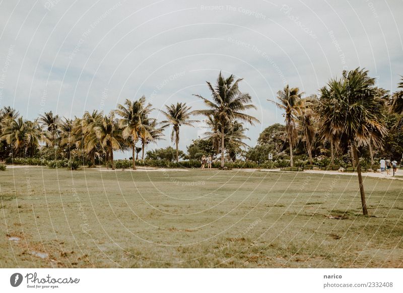 Mexico II Nature Landscape Plant Summer Tree Grass Park Environment Tulum Colour photo Subdued colour Exterior shot Copy Space top Copy Space bottom Day