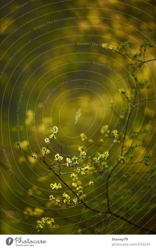 spring foliage Nature Plant Spring Leaf Illuminate Growth Fresh New Green Spring fever Twig Colour photo Exterior shot Detail Deserted Copy Space top Evening