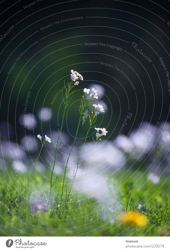 lawn bloomers Nature Spring Plant Flower Grass Blossom Wild plant Spring flower Meadow Blossoming Authentic Spring fever Colour photo Exterior shot Deserted