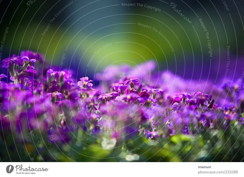 violet II Spring Plant Flower Spring flower Blossoming Beautiful Violet Spring fever Colour photo Exterior shot Deserted Copy Space top Sunlight Blur Green