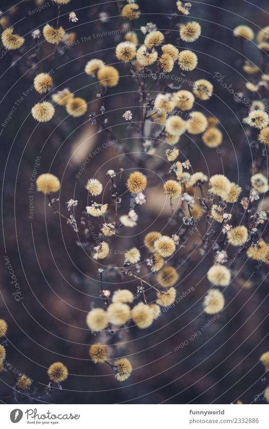 Dry flower heads from above Environment Nature Plant Flower Winter Shriveled Autumn Yellow Blur Head Delicate Lovely Many Brown Beautiful Withered Retro Colours