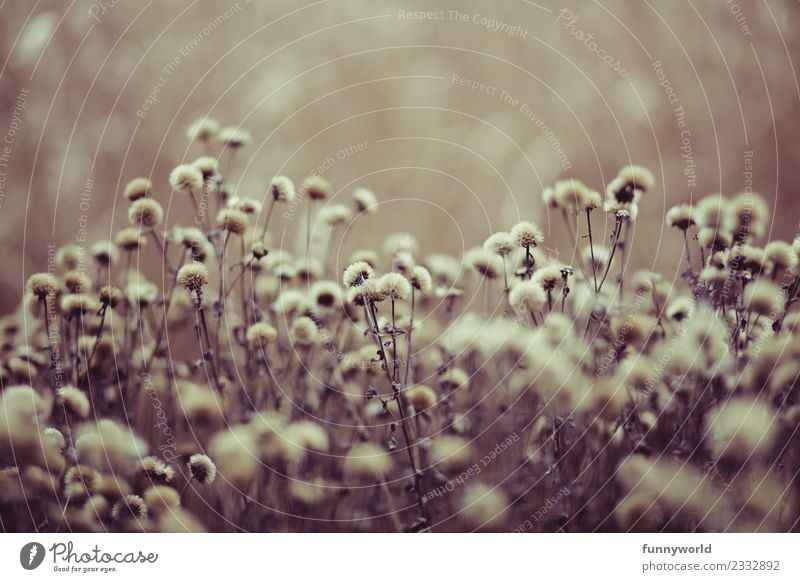 Dried little flower heads against a blurred background. Plant Flower Bushes Blossom Dry Shriveled Background picture Round Stalk Brown Winter Autumn Gold