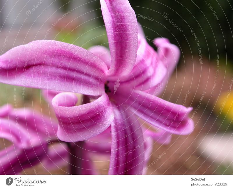 Pink flower Flower