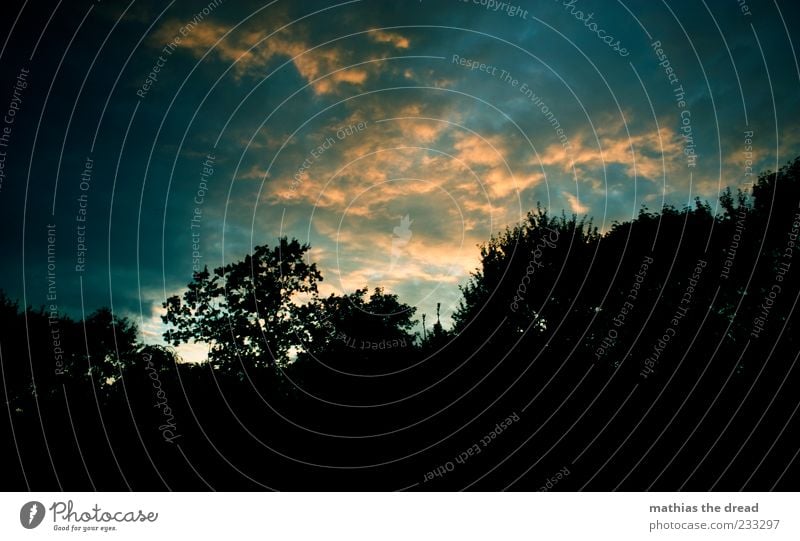 evening mood Environment Nature Landscape Sky Clouds Summer Beautiful weather Tree Forest Esthetic Exceptional Dark Contrast Colour photo Multicoloured