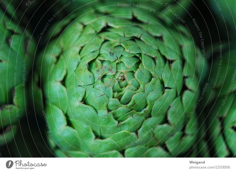 artichoke Food Vegetable Lettuce Salad Herbs and spices Green Artichoke Cooking Kitchen Organic produce Round Circle Leaf Italian Colour photo