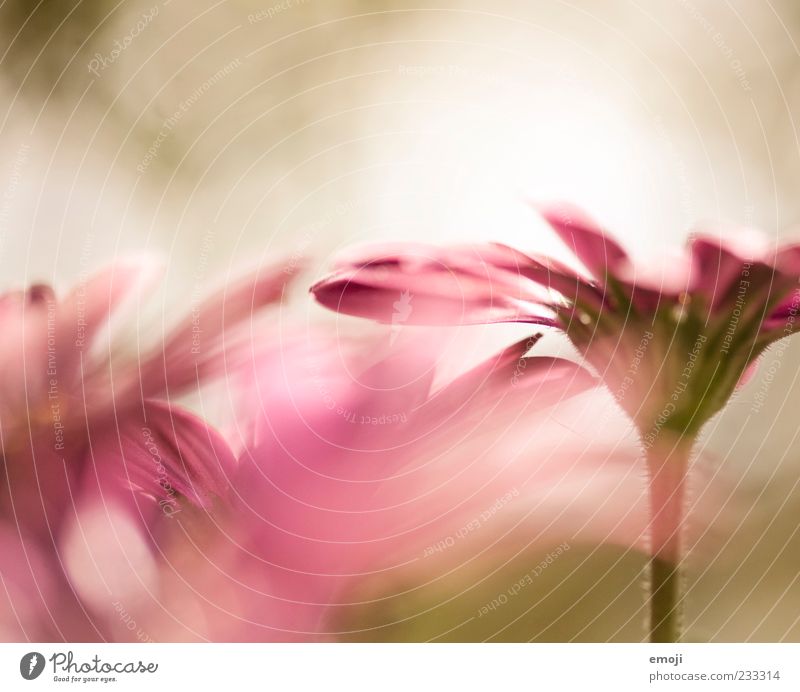 tender Nature Plant Spring Flower Fragrance Pink Smooth Delicate Blossom leave Colour photo Exterior shot Close-up Detail Macro (Extreme close-up)