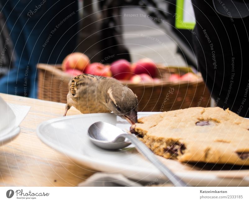 sparrow - little thief Food Cake Dessert Candy Chocolate Eating Breakfast Vegetarian diet Spoon Joy Gastronomy Town Downtown Street Animal Bird Wing 1 Diet