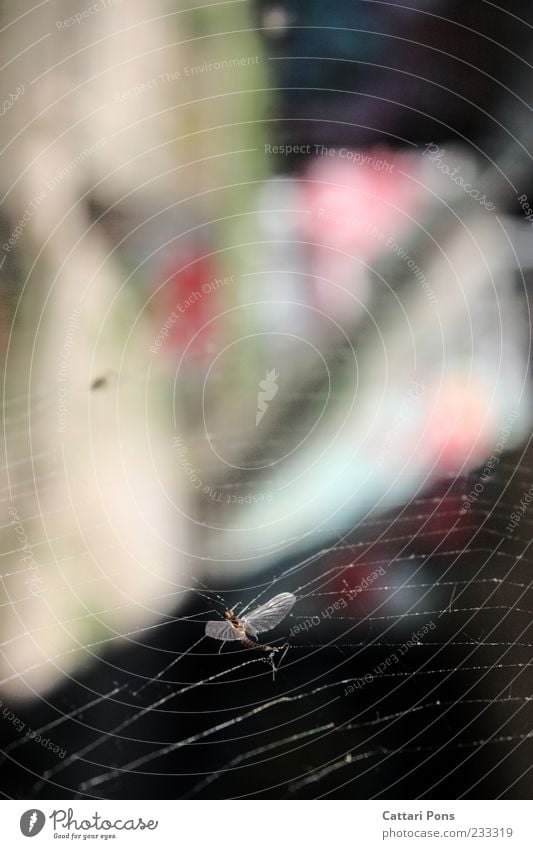 nowhere Animal Wild animal Dead animal Fly Insect 1 Hang Death Spider's web Captured Trap Sticky Wing Common green lacewing End Colour photo Exterior shot Day