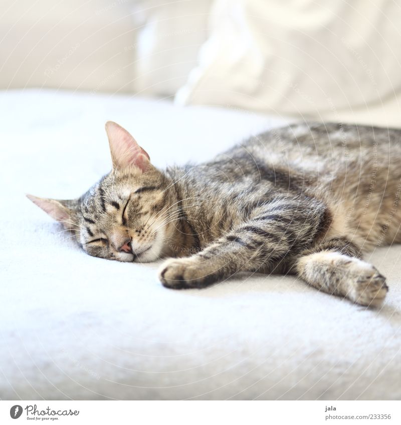 midday nap Animal Pet Cat 1 Lie Sleep Bright Beautiful Gray White Colour photo Interior shot Deserted Copy Space top Copy Space bottom Day Animal portrait