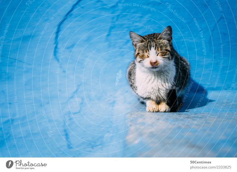 Sleeping cat in the blue city of Chefchaouen Cat Blue Pet Colour photo Animal portrait Closed eyes Relaxation Contentment Calm colourful Day Deserted Cute Dream