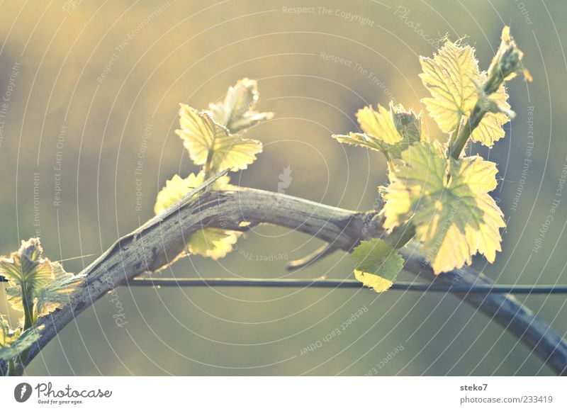 spring Plant Spring Leaf Growth Vine Wire Colour photo Exterior shot Close-up Deserted Copy Space top Copy Space bottom Dawn Sunlight Shallow depth of field