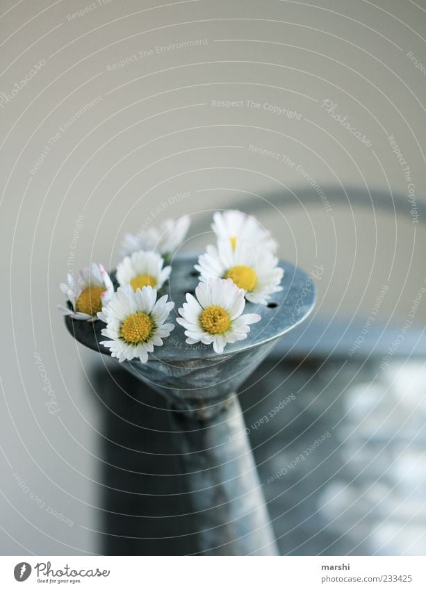 budding daisies Nature Plant Flower Yellow White Tin Watering can Daisy Sprout Beautiful Decoration Growth Colour photo Interior shot Exceptional Deserted