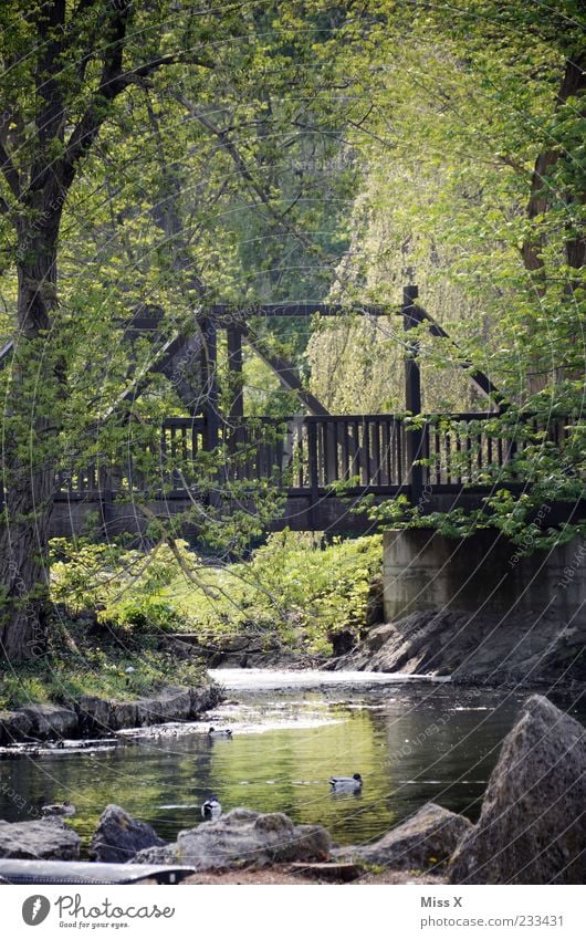 idyll Nature Spring Plant Tree Park Forest Rock River bank Lake Brook Idyll Calm Bridge Wooden bridge Duck Colour photo Exterior shot Deserted Morning Light