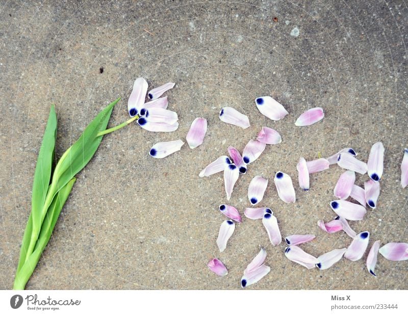 Withered Spring Plant Flower Tulip Leaf Blossom Faded Broken Violet End Grief Decline Transience Symbols and metaphors Blossom leave Colour photo Multicoloured