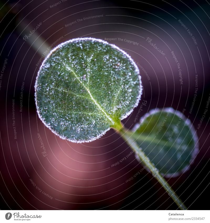 Sugar rim, frost rim on a plant leaf Plant Winter Climate Ice Frost Garden To dry up Growth Authentic Cold Round Green Violet Pink Black White Moody Design