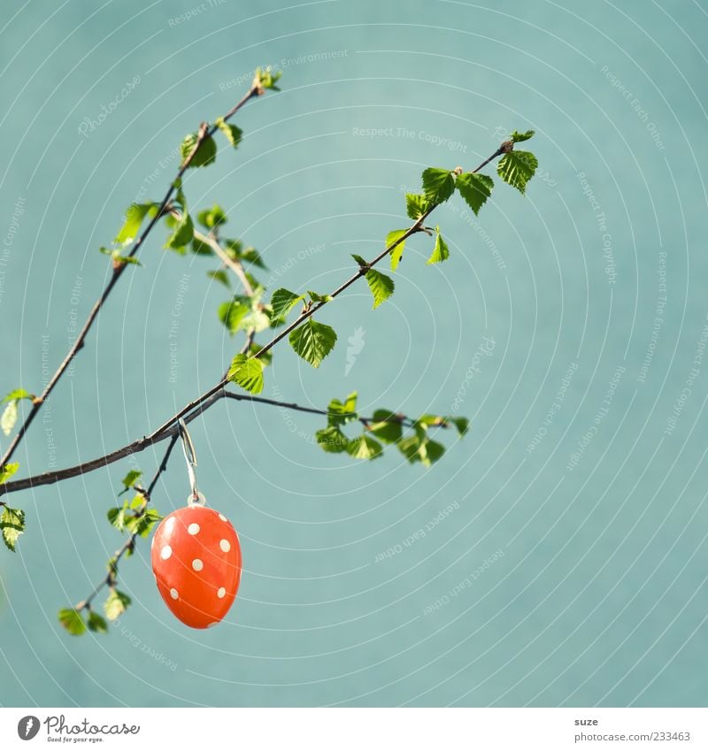 Mature egg cell Easter Hang Happiness Kitsch Cute Beautiful Egg Decoration Easter egg Spotted Twig Spring April Patch of colour Green Festive Leaf Individual