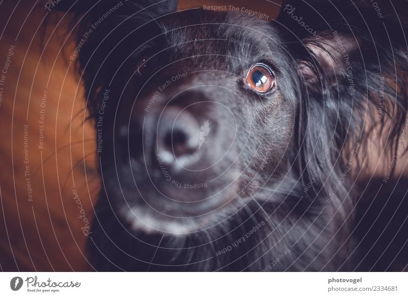 doggie eyes Animal Pet Dog Animal face 1 Observe Friendliness Curiosity Brown Black Warm-heartedness Sympathy Love Loyalty Eyes Looking Soft Interest Pelt