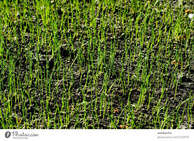 Fresh grass Nature Plant Spring Climate Grass Foliage plant Meadow Blossoming Growth Emotions Spring fever Optimism Colour photo Subdued colour Exterior shot