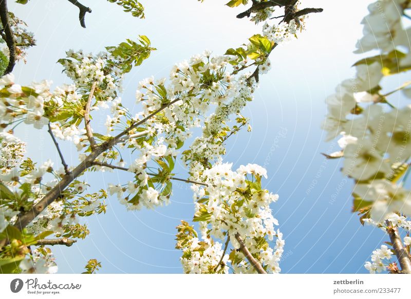 cherry Nature Plant Spring Blossom Blossoming Branch Cherry tree Cherry blossom Twig Colour photo Multicoloured Exterior shot Detail Day Shallow depth of field